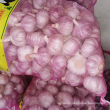 Fresh Style and Liliaceous Vegetables Product Type fresh white garlic pure white garlic